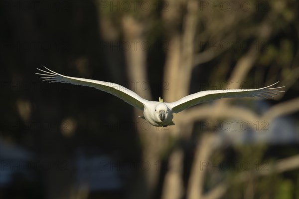 Sulphur-crested cockatoo