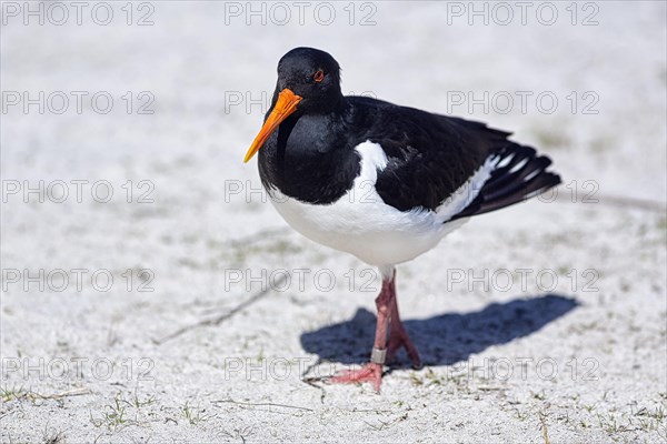 Eurasian oystercatcher