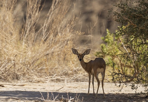 Steenbok