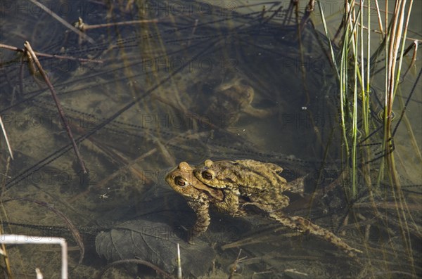 Common toad