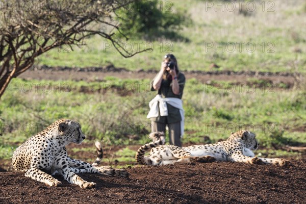 Cheetah