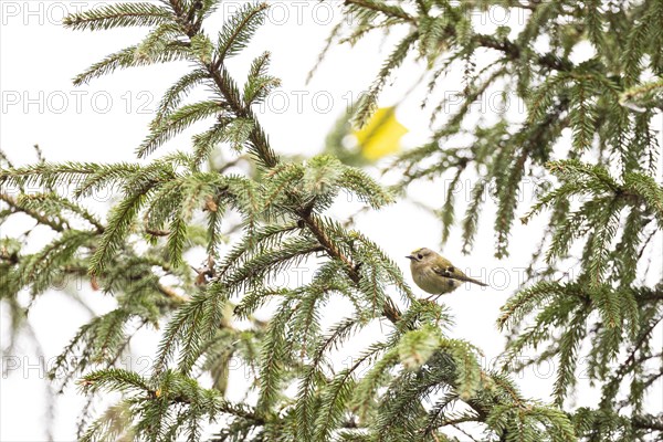 Goldcrest