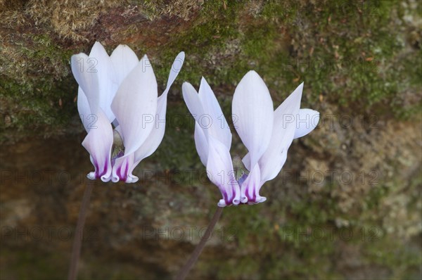 Anatolian violet