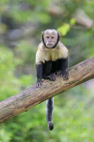 Golden-bellied capuchin