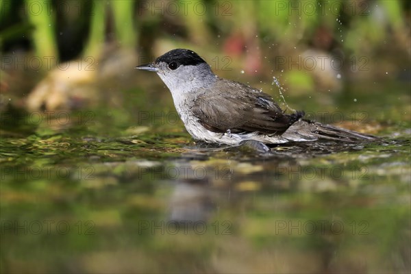 Blackcap