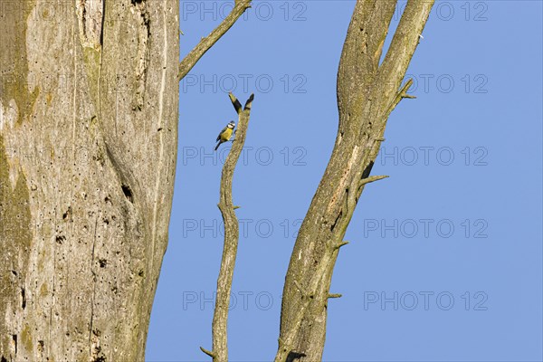 Blue tit