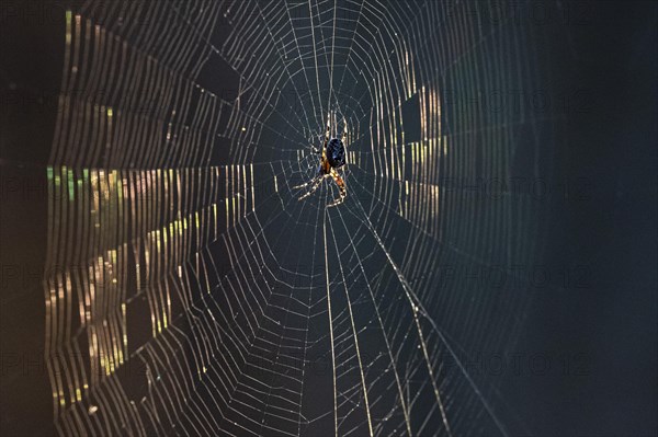 European garden spider