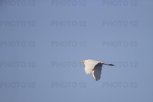 Great egret