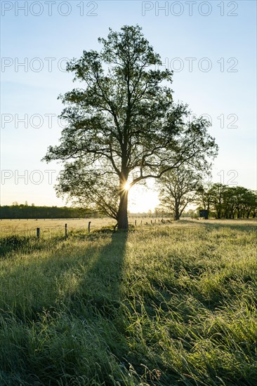 Black alder