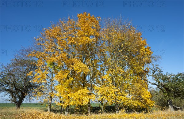 Norway maple