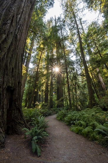 Hiking trail through forest with coast redwoods