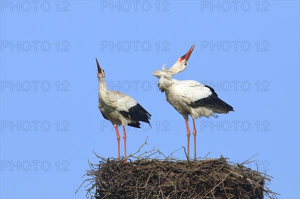 White stork