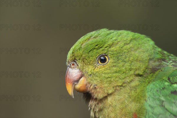 Australian King Parrot