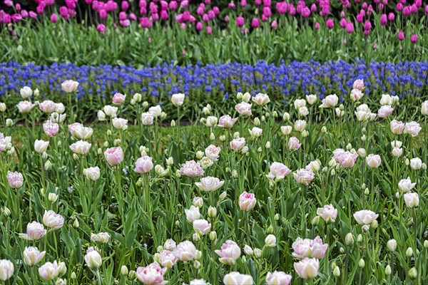 Pink tulips