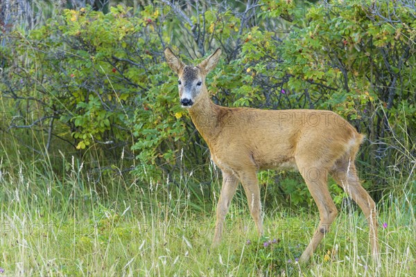 Roe Deer