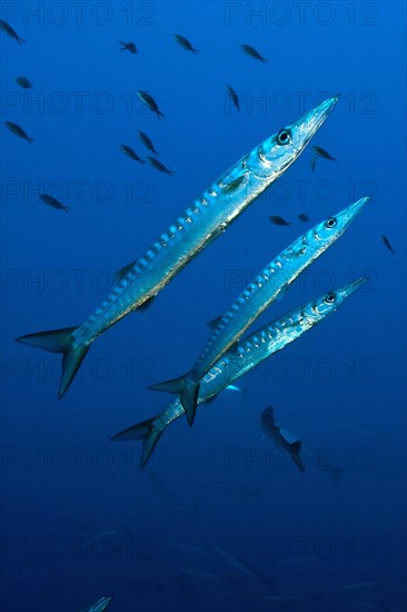 Group of european barracuda