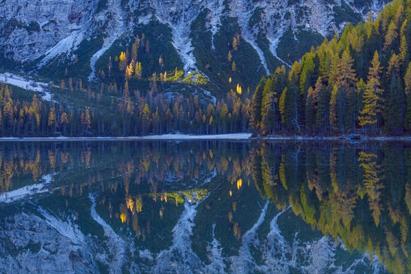 Mountainside with colorful larch trees reflecting in lake