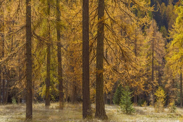 Beautifully colored larches near Cortina d'Ampezzo