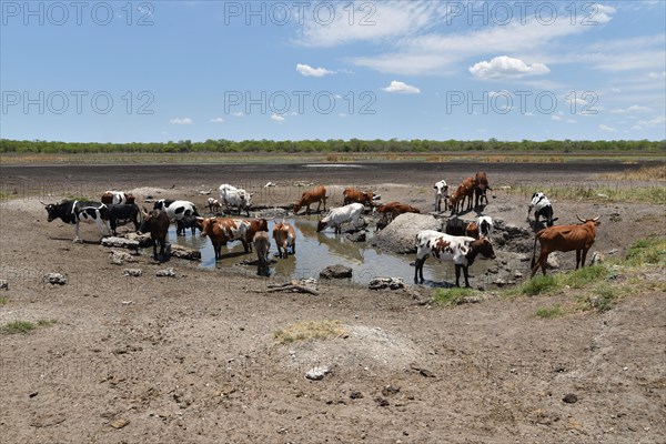 Cattle at a waterhole in Inhambane Province