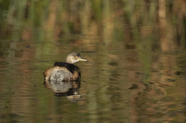 Australasian grebe