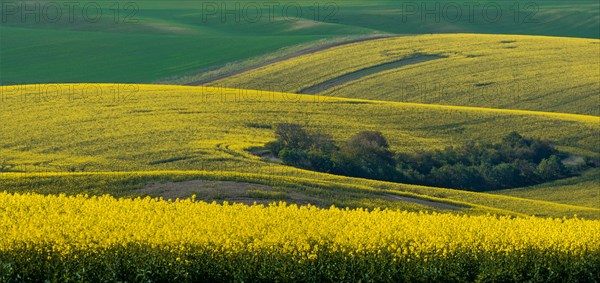 Beautiful and colorful abstract landscape