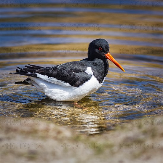 Eurasian oystercatcher