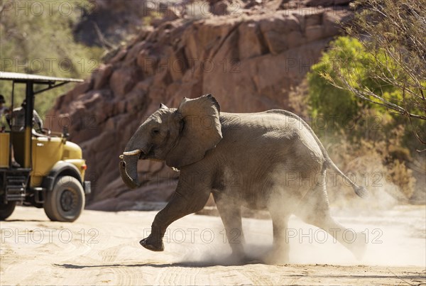 African Elephant