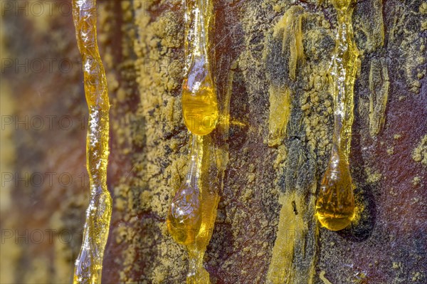 Tree resin of a european black pine