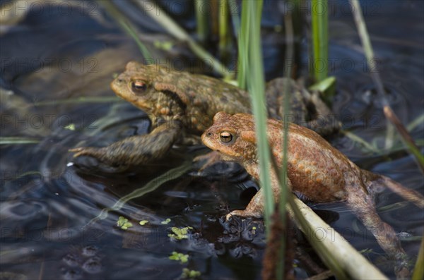 Common toad