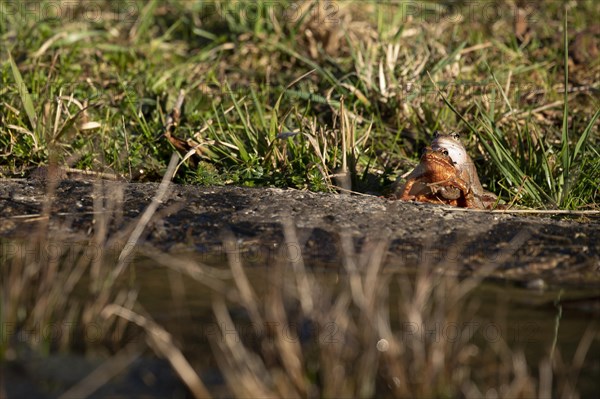 Common frog