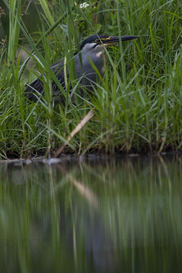 Striated heron