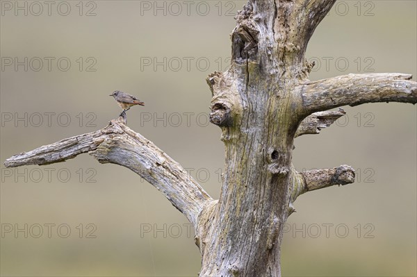 Common redstart