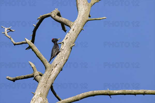 Black woodpecker