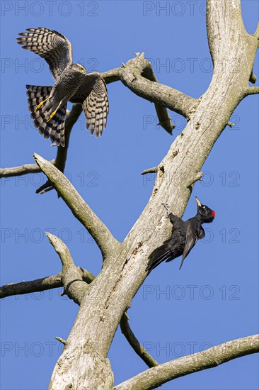 Eurasian sparrowhawk