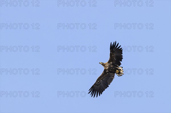 White-tailed eagle