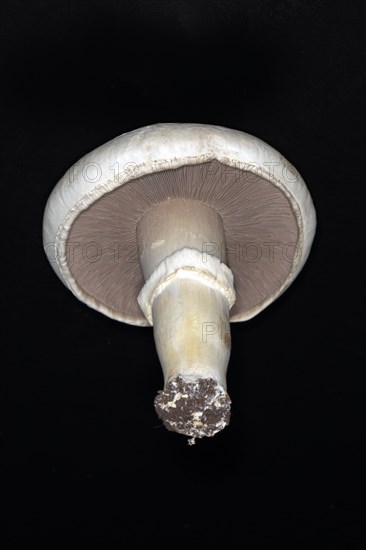 Freshly harvested white horse mushroom