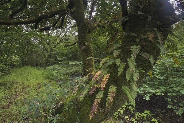 Sessile oak