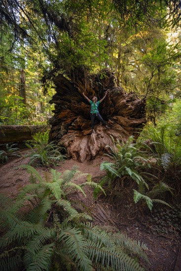 Young woman standing in the fallen trunk of a redwood tree