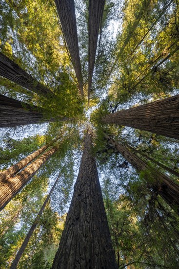 Coast redwoods