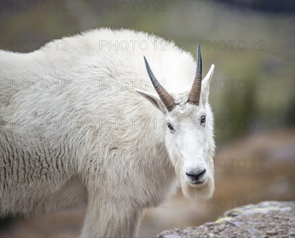 Mountain goat