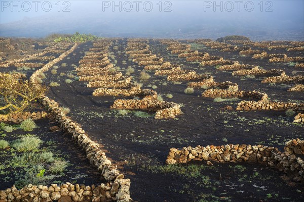 Vines with walls made of lava rock