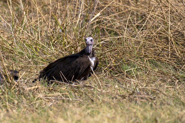 Hooded vulture