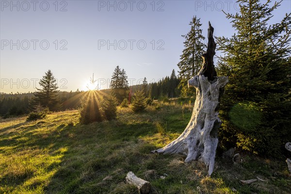 Meadow in the forest at sunrise in Todtnauberg