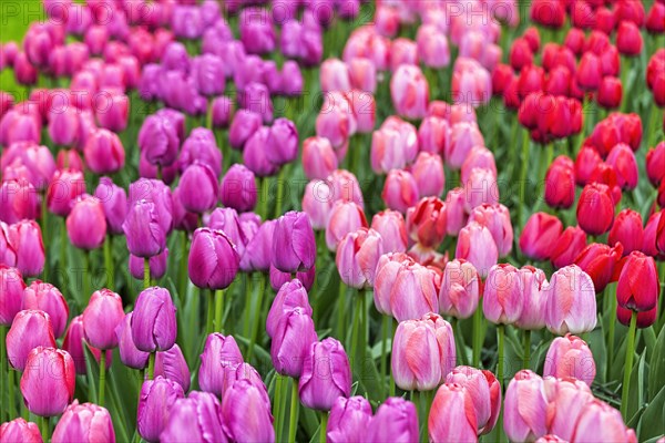 Tulips