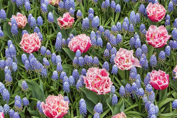 Pink tulips