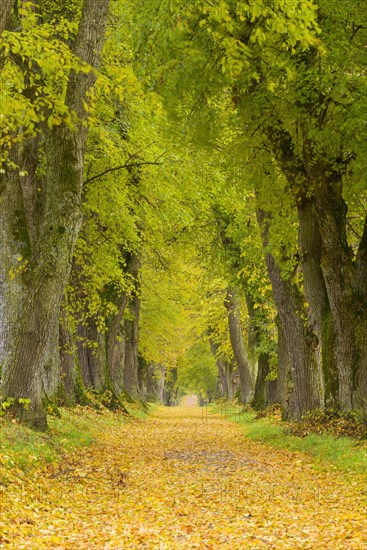 Lime Tree Avenue in Autumn