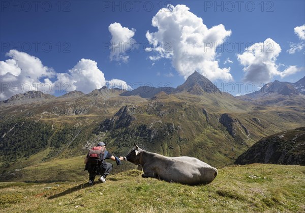 Alpine pasture