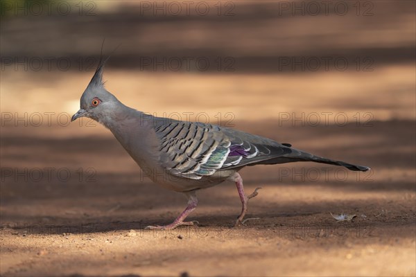 Crested pigeon