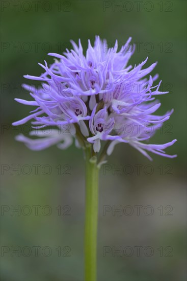 Naked man orchid