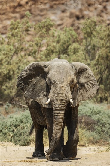 African Elephant